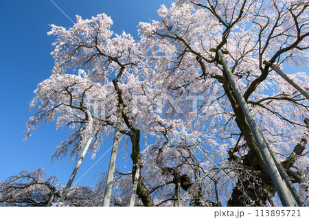 三春滝桜（福島県） 113895721