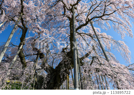 三春滝桜（福島県） 113895722