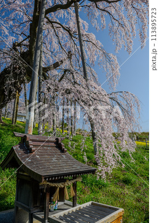 三春滝桜お宮の賽銭箱（福島県） 113895723