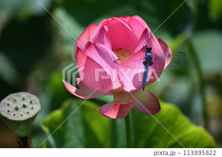 鮮やかな濃いピンクの蓮の花に止まるシオカラトンボ 鮮やかな濃いピンクの蓮の花に止まるシオカラトンボ 113895822