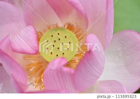 美しいピンクの蓮の花のクローズアップ 美しいピンクの蓮の花のクローズアップ 113895823