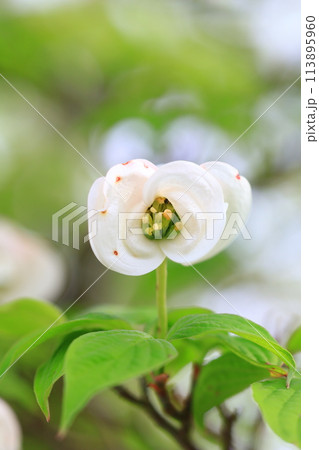 ハナミヅキの白い花 113895960