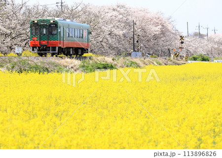 真岡鐵道「春爛漫・北真岡の桜と菜の花風景を走る列車」 113896826