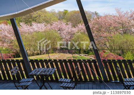 ぎふワールド・ローズガーデン、満開の桜〈岐阜県可児市〉 ぎふワールド・ローズガーデン、満開の桜〈岐阜県可児市〉 113897030