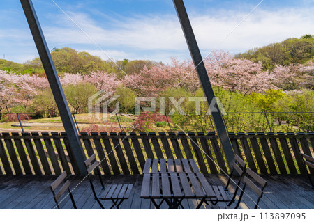 ぎふワールド・ローズガーデン、満開の桜〈岐阜県可児市〉 113897095