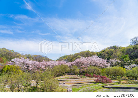 ぎふワールド・ローズガーデン、満開の桜〈岐阜県可児市〉 113897100
