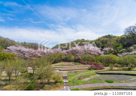 ぎふワールド・ローズガーデン、満開の桜〈岐阜県可児市〉 113897101