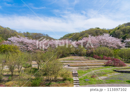 ぎふワールド・ローズガーデン、満開の桜〈岐阜県可児市〉 113897102