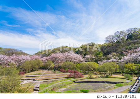 ぎふワールド・ローズガーデン、満開の桜〈岐阜県可児市〉 ぎふワールド・ローズガーデン、満開の桜〈岐阜県可児市〉 113897103