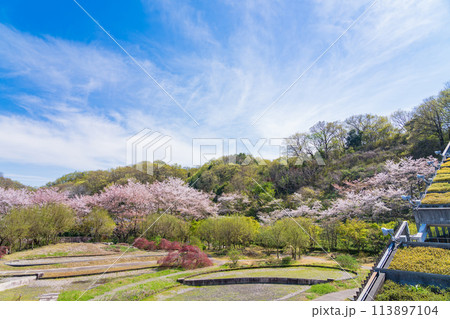 ぎふワールド・ローズガーデン、満開の桜〈岐阜県可児市〉 113897104