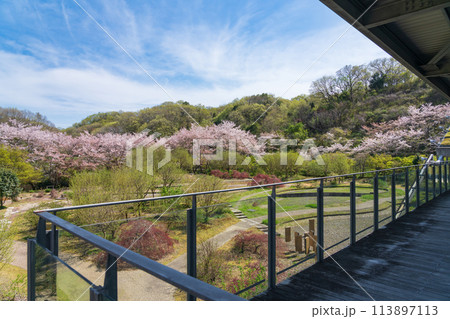 ぎふワールド・ローズガーデン、満開の桜〈岐阜県可児市〉 ぎふワールド・ローズガーデン、満開の桜〈岐阜県可児市〉 113897113