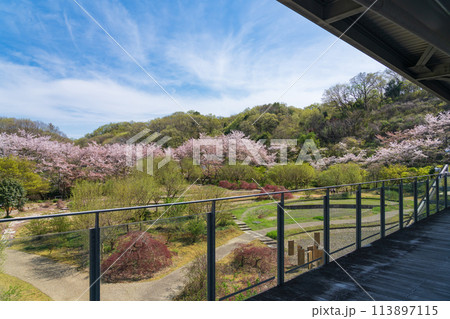 ぎふワールド・ローズガーデン、満開の桜〈岐阜県可児市〉 ぎふワールド・ローズガーデン、満開の桜〈岐阜県可児市〉 113897115