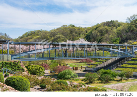 ぎふワールド・ローズガーデン、満開の桜〈岐阜県可児市〉 113897120