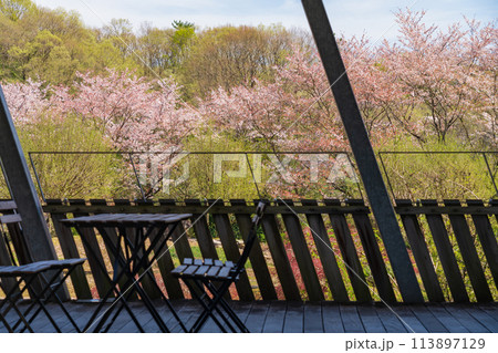 ぎふワールド・ローズガーデン、満開の桜〈岐阜県可児市〉 113897129