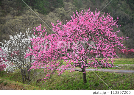 里山に咲く桃の花 里山に咲く桃の花 113897200