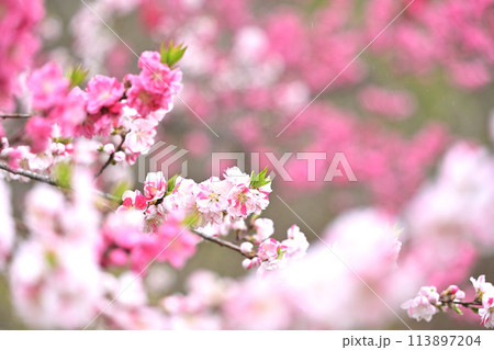 春の訪れを告げる桃の花 113897204