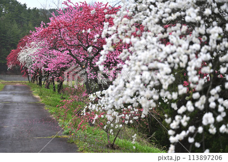 満開の花桃の木のトンネルを抜けるような道 満開の花桃の木のトンネルを抜けるような道 113897206