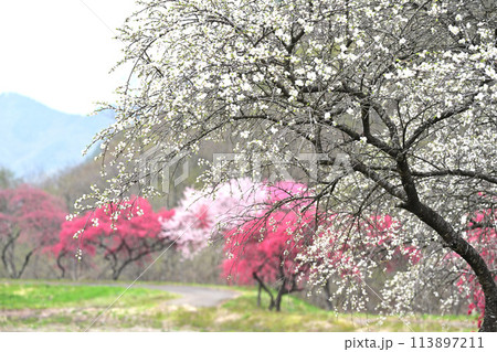 花桃のある風景 花桃のある風景 113897211
