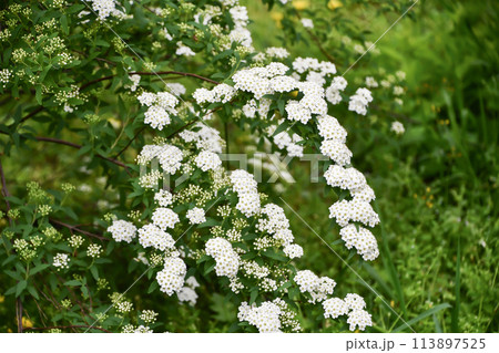 コデマリ 113897525