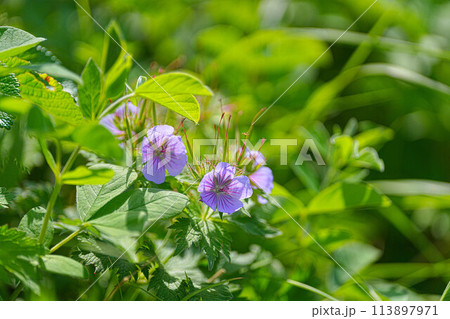 桃岩展望台コース 113897971