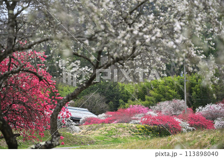 紅白の桃の花が咲く里 113898040