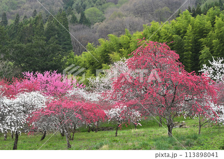 赤い花桃の木 113898041