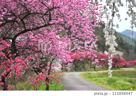 道路沿いに咲くピンクの花 113898047
