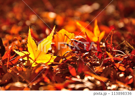 紅葉イメージ 紅葉イメージ 113898336