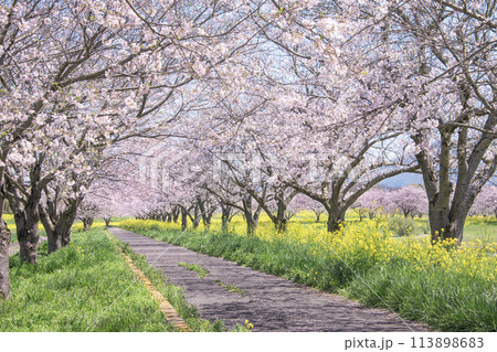 春の筑波山　母子島遊水地にて 113898683