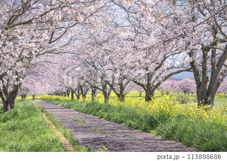 春の筑波山 母子島遊水地にて 春の筑波山 母子島遊水地にて 113898686