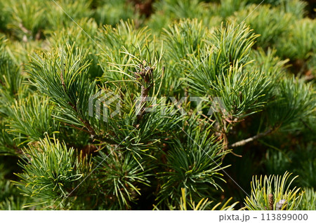 ゴヨウマツ　シダレ（マツ科）常緑針葉樹 113899000