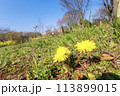 春の野原に咲くタンポポと青空 113899015