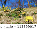 春の野原に咲くタンポポと青空 113899017