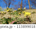 春の野原に咲くタンポポと青空 113899018