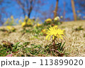 春の野原に咲くタンポポと青空 113899020