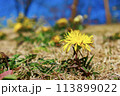 春の野原に咲くタンポポと青空 113899022