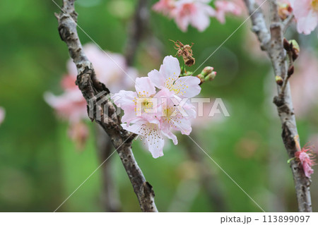 Pink cherry tree in full blossom Pink cherry tree in full blossom 113899097
