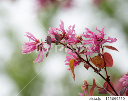 美しいベニバナトキワマンサク 113899260