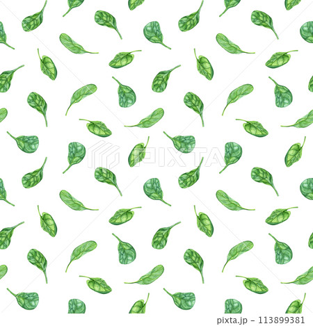 Watercolor repeat, seamless pattern with leafy green flowering plant spinach. Hand drawn illustration for clip art menu label package Watercolor repeat, seamless pattern with leafy green flowering plant spinach. Hand drawn illustration for clip art menu label package 113899381