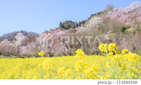 カラフルな花見山の朝 福島県 カラフルな花見山の朝 福島県 113899386