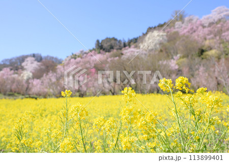 カラフルな花見山の朝 福島県 カラフルな花見山の朝 福島県 113899401