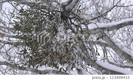 霧氷と雪に覆われた宿り木 霧氷と雪に覆われた宿り木 113899433