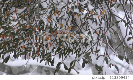 霧氷と雪に覆われた宿り木 霧氷と雪に覆われた宿り木 113899434