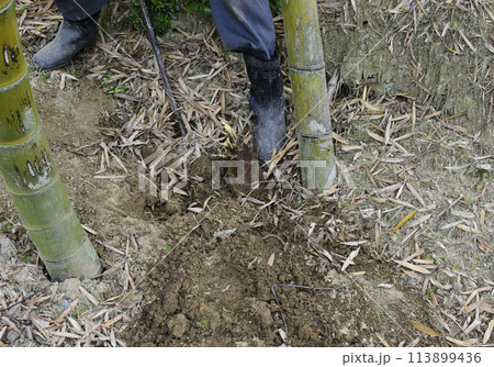 たけのこ 113899436