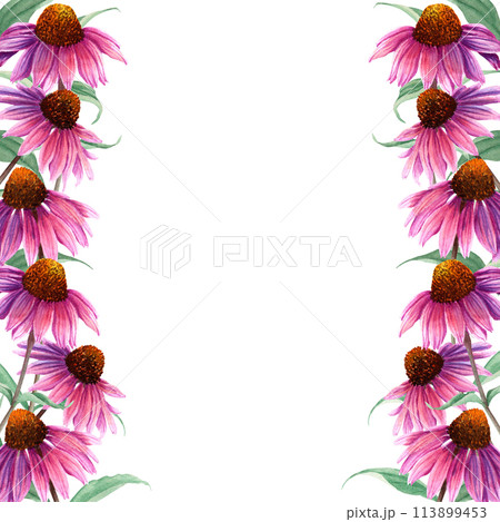 Watercolor frame with herb flower Coneflower, Echinacea. Hand drawn botanical watercolor illustration isolated on white background. For clip art greeting cards invitation label package Watercolor frame with herb flower Coneflower, Echinacea. Hand drawn botanical watercolor illustration isolated on white background. For clip art greeting cards invitation label package 113899453