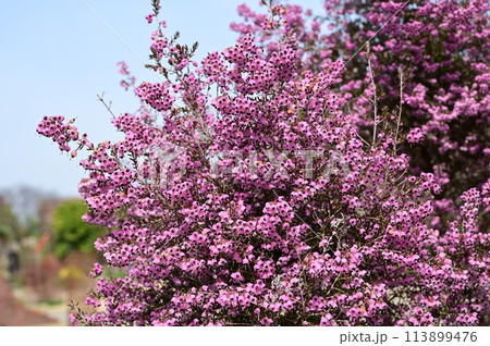 ジャノメエリカ（ツツジ科）常緑性低木 113899476