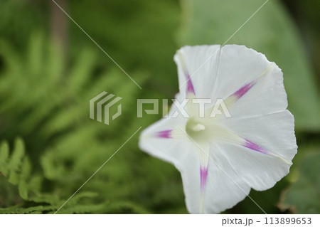 白い朝顔　庭の花 113899653
