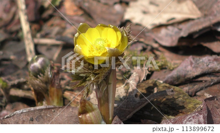 福寿草の花 福寿草の花 113899672