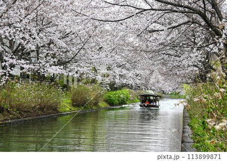 京都市の桜並木トンネルを進む伏見十石舟 113899871