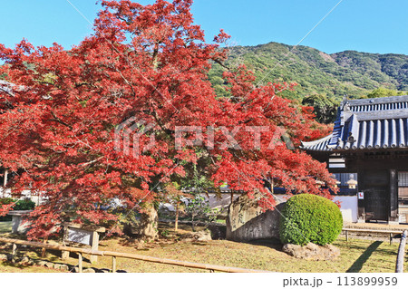 福岡県北九州市にある黄檗宗寺院福聚寺モミジと御成門 113899959